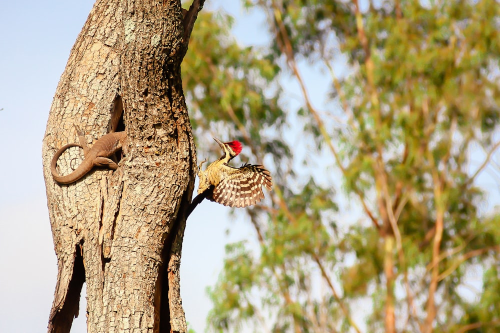 brown and white bird on brown tree branch during daytime