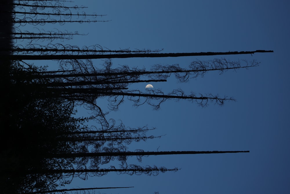 silhouette of trees under blue sky during daytime