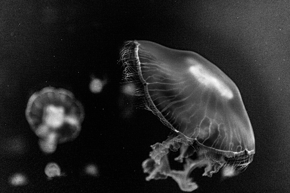 grayscale photo of jellyfish in water