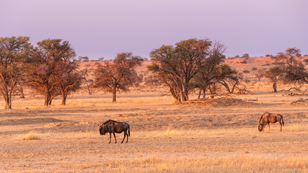 black horse on brown grass field during daytime