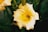 A close-up of a vibrant yellow lily flower with soft petals and prominent stamens, surrounded by green foliage.