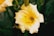 A close-up of a vibrant yellow lily flower with soft petals and prominent stamens, surrounded by green foliage.