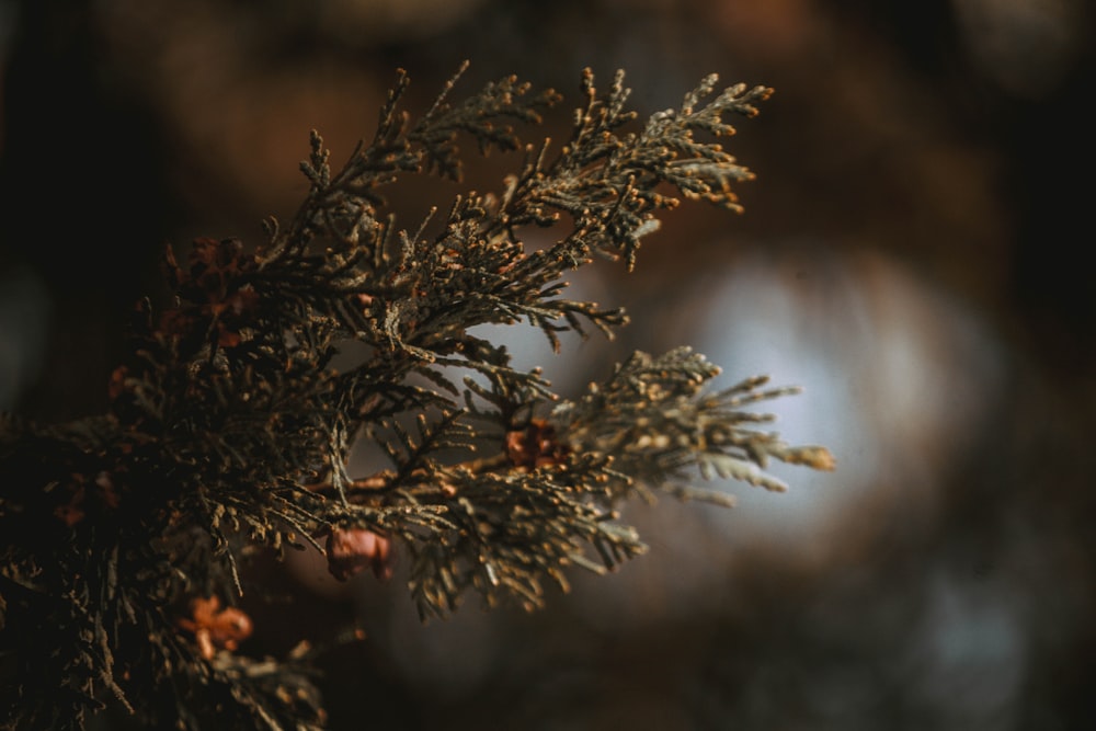 green and brown tree leaves