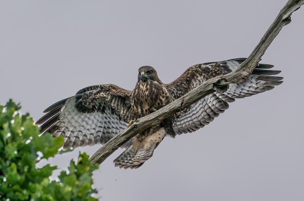 brown and white bird flying