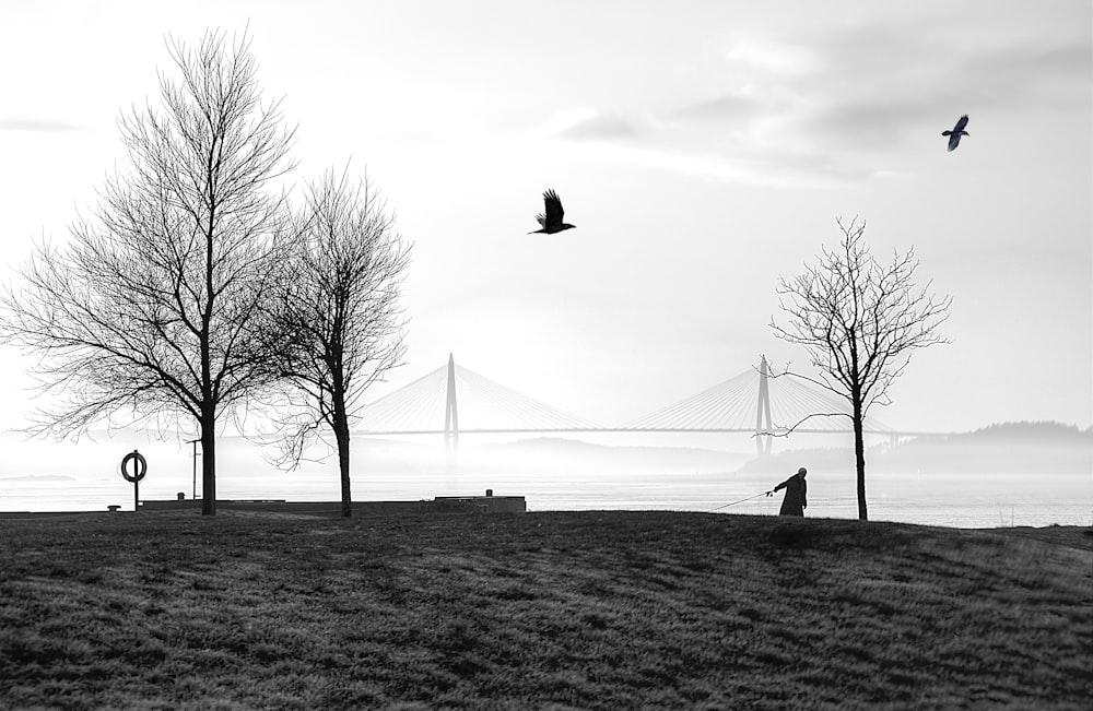 bird flying over the bare tree during daytime