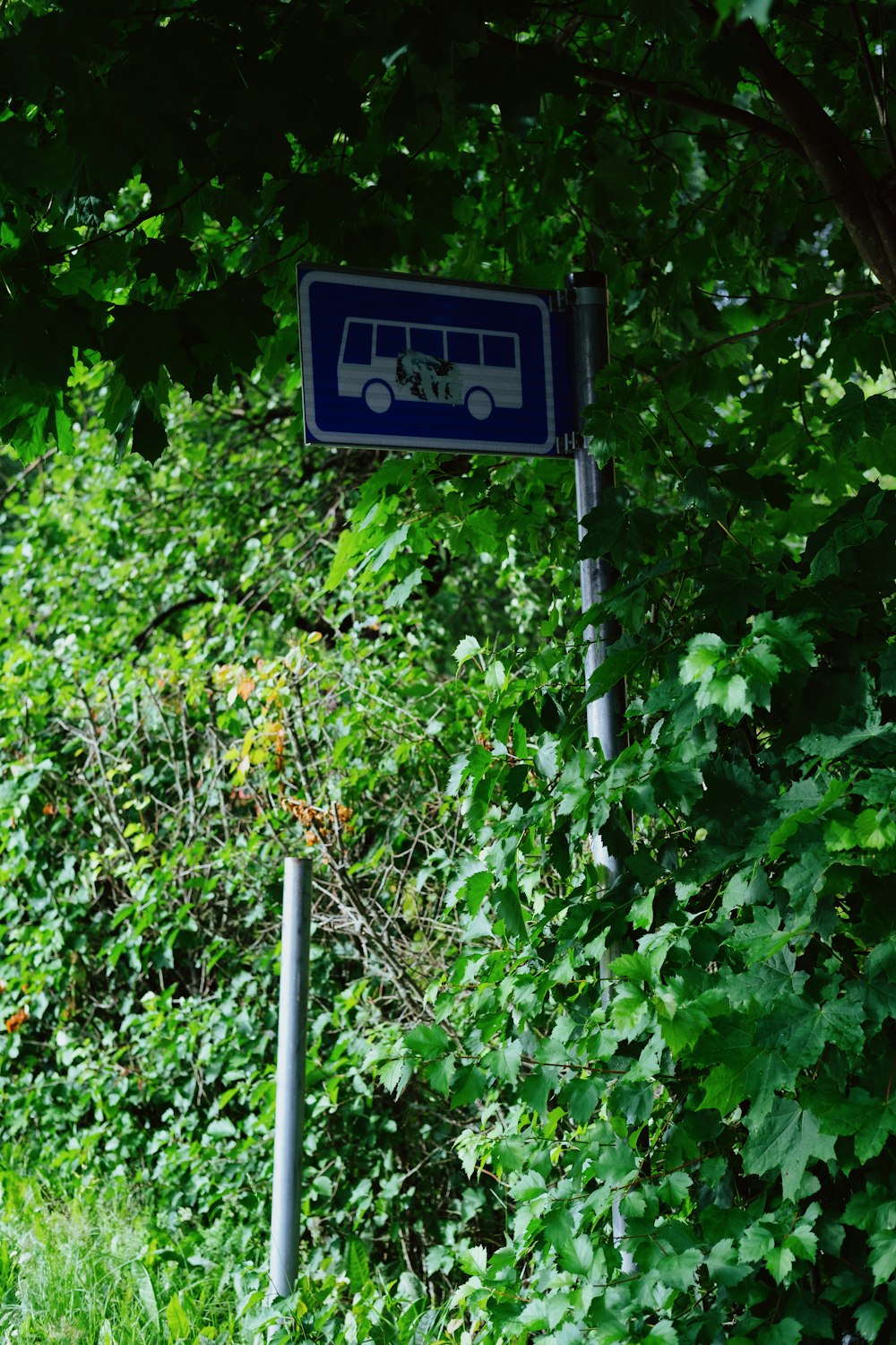 a blue and white street sign sitting next to a lush green forest