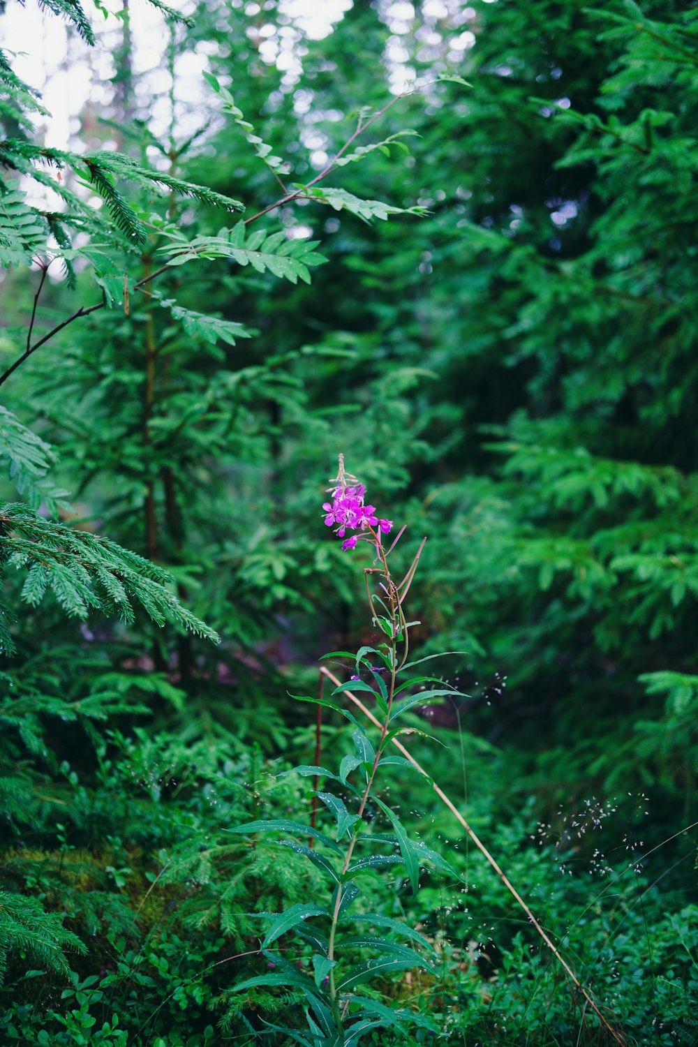 purple flower in the forest