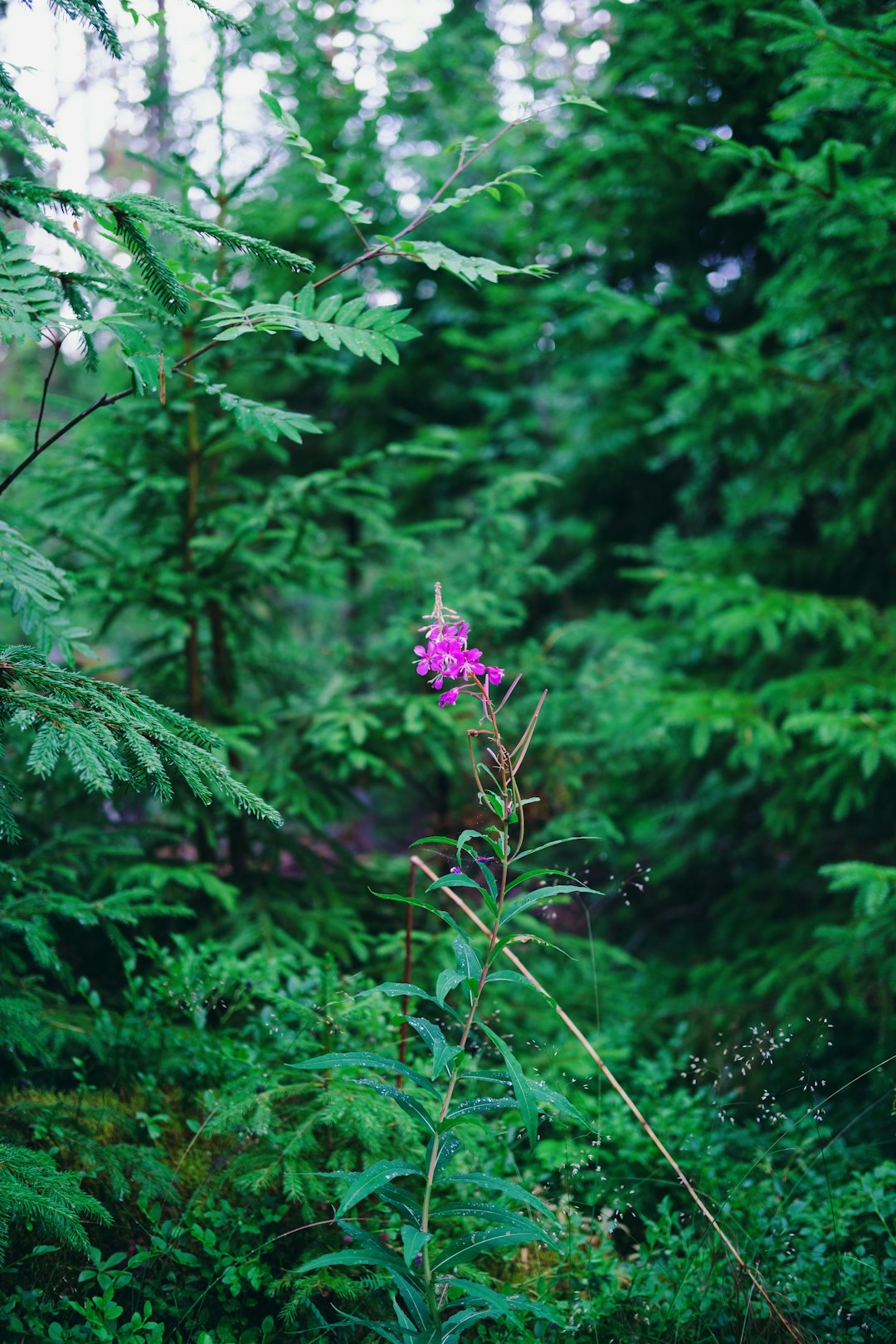 Forest photo spot Orivesi Keuruu