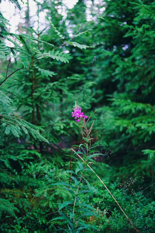 purple flower in the forest in Orivesi Finland