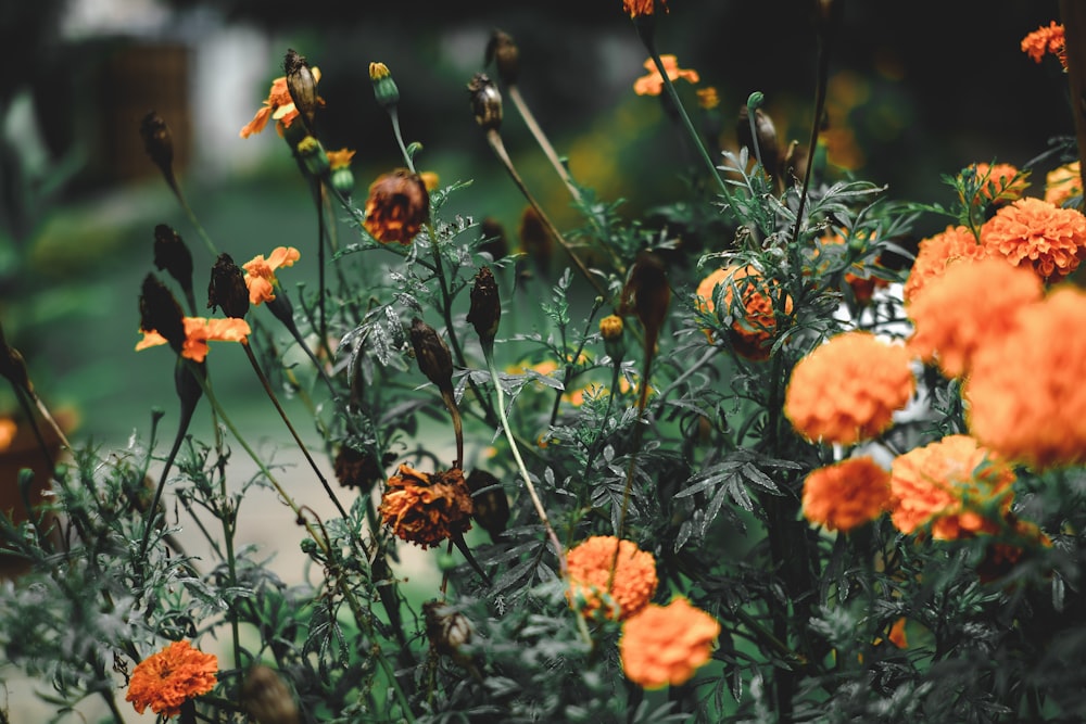 orange flowers with green leaves