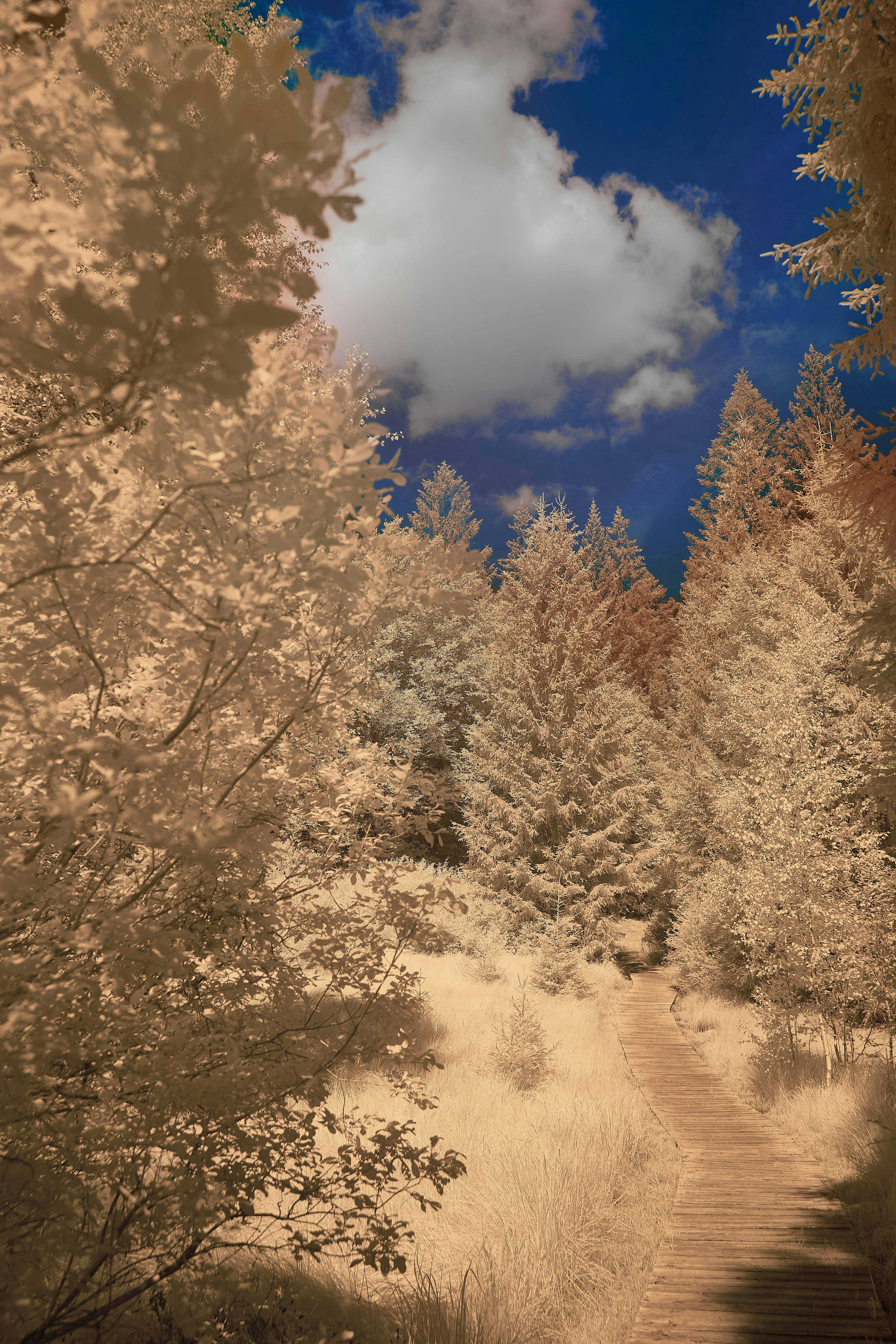 Photo by wolfgang_hasselmann