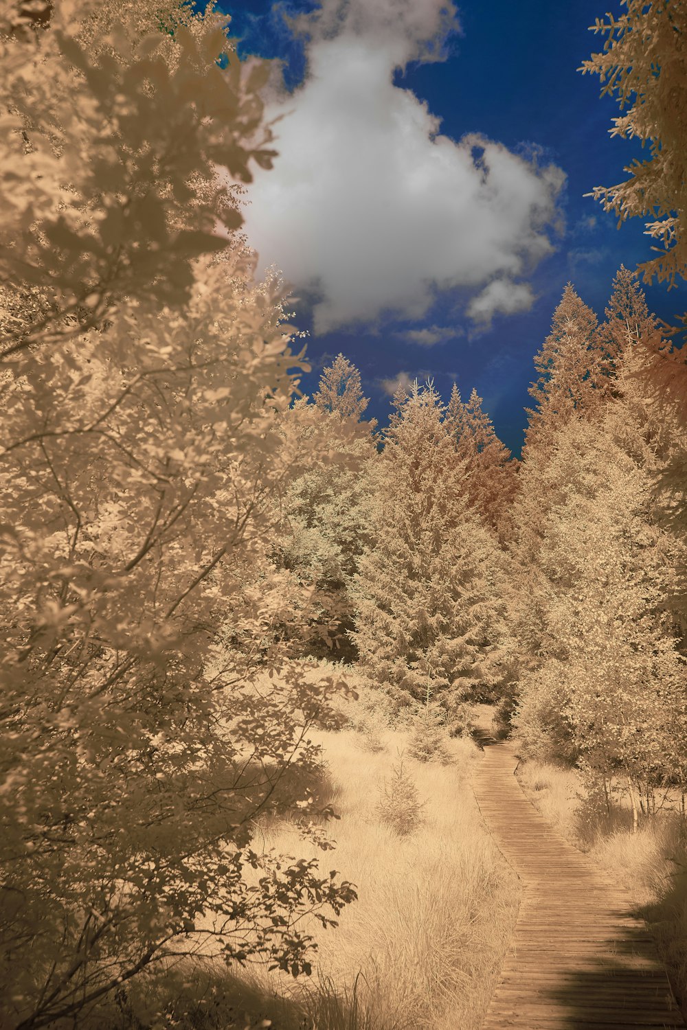 brown trees under blue sky and white clouds during daytime