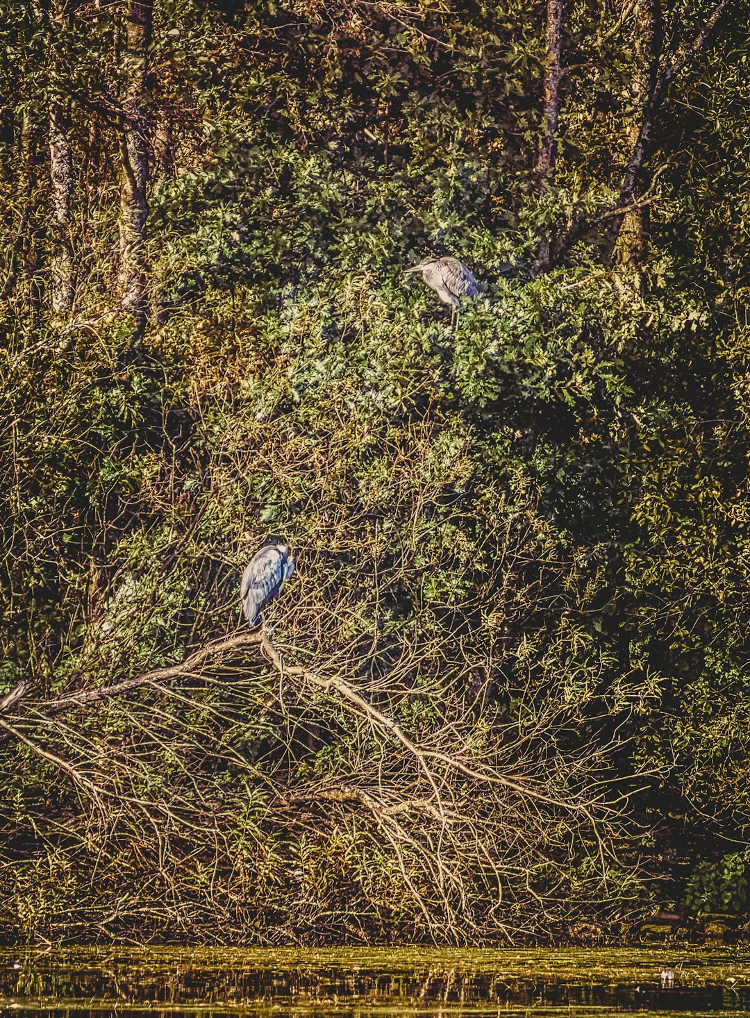 grey bird on green grass during daytime