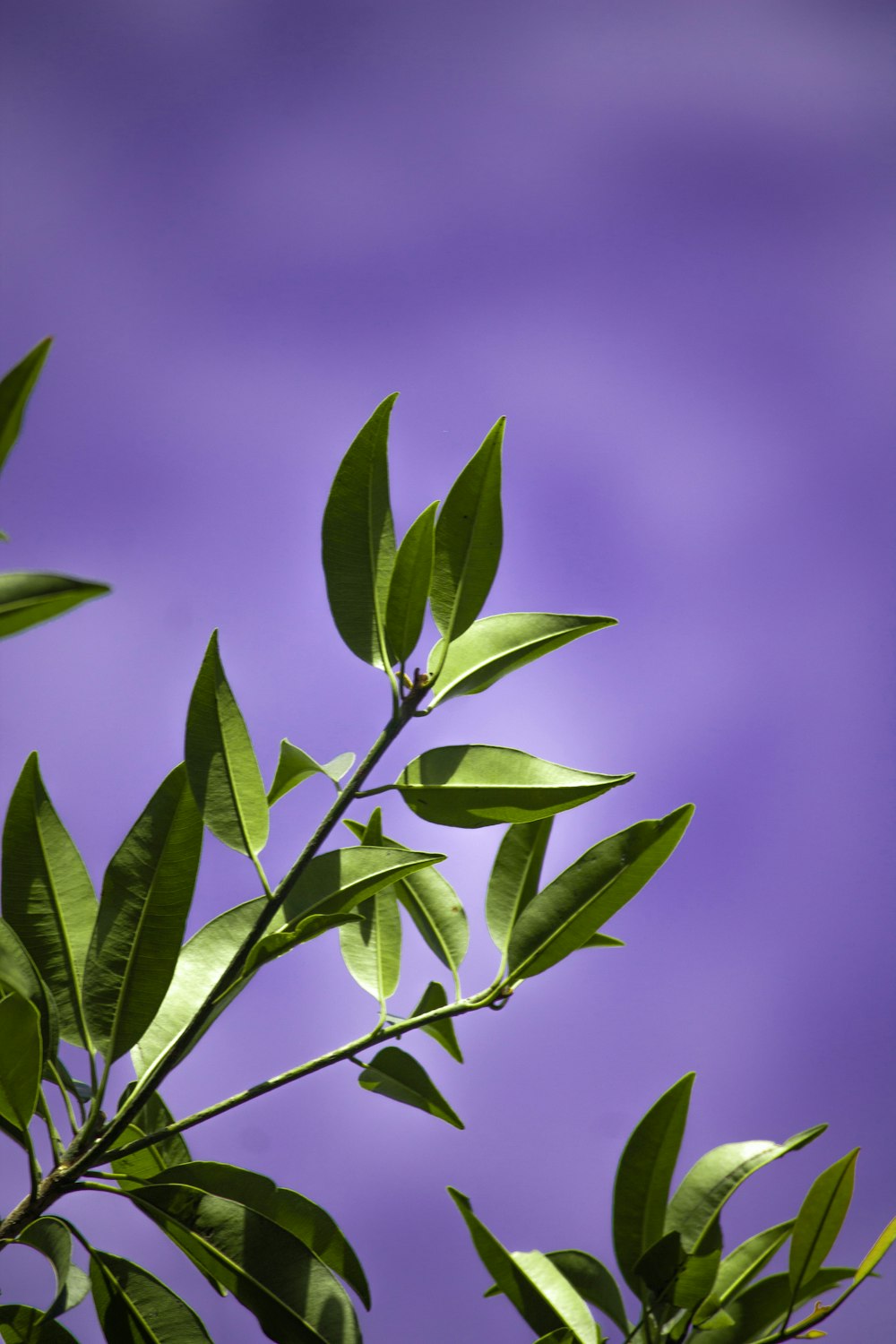 green leaves in tilt shift lens