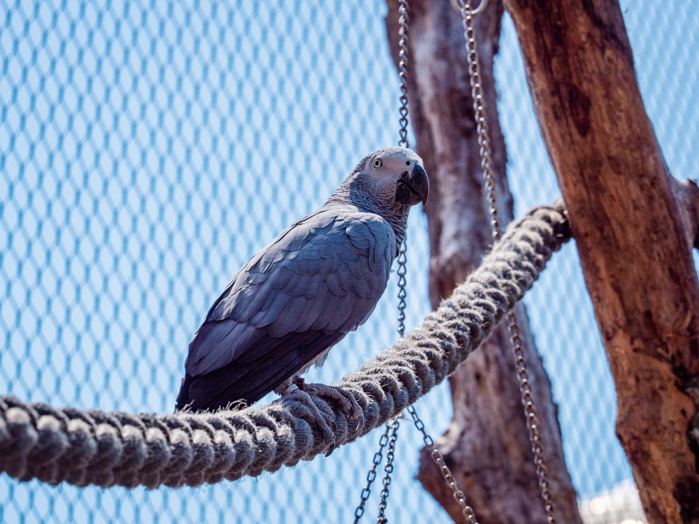 blue and white bird on brown tree branch