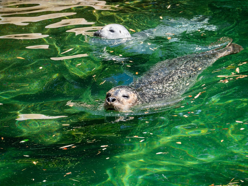 white and black seal on water