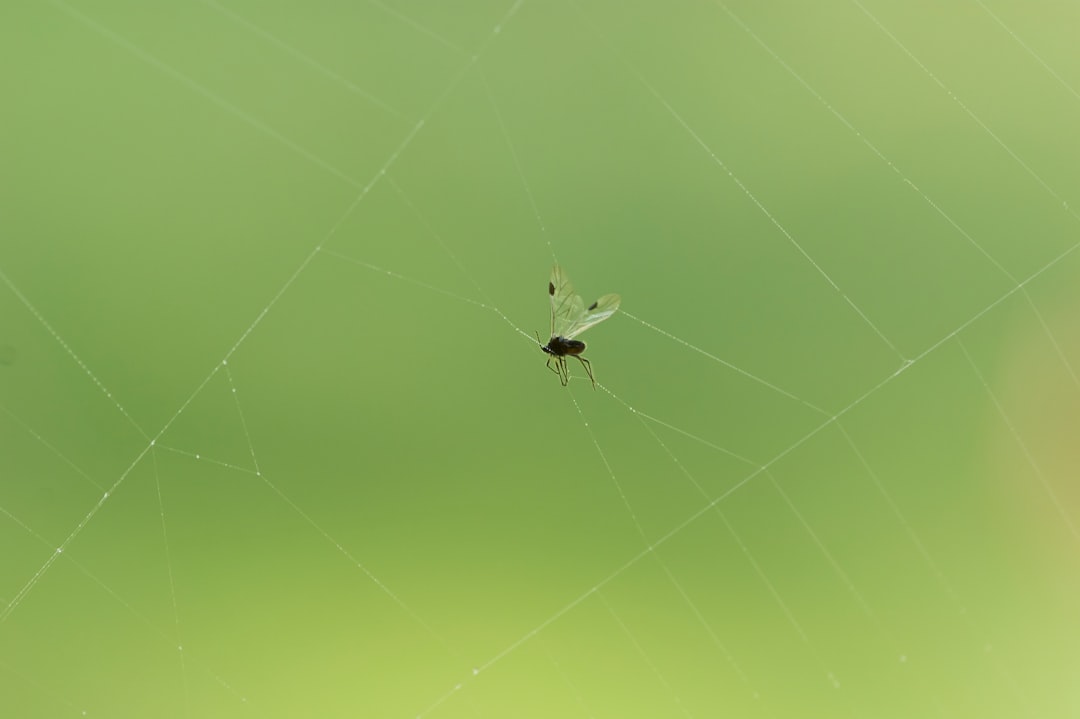 white spider on yellow spider web in close up photography