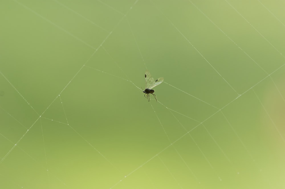 white spider on yellow spider web in close up photography