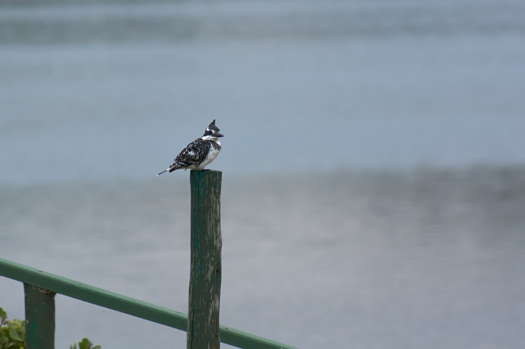 white and black bird on green stick