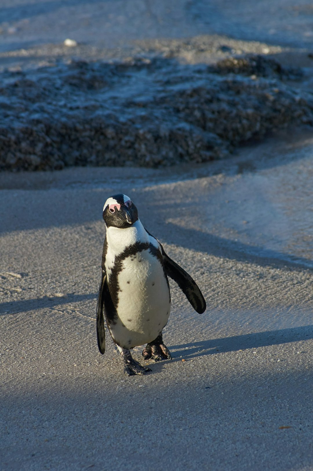 penguin on snow covered ground during daytime