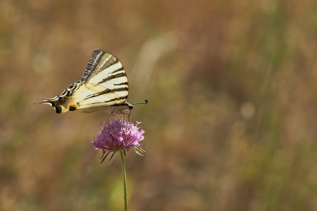 white and black butterfly perched on purple flower in close up photography during daytime