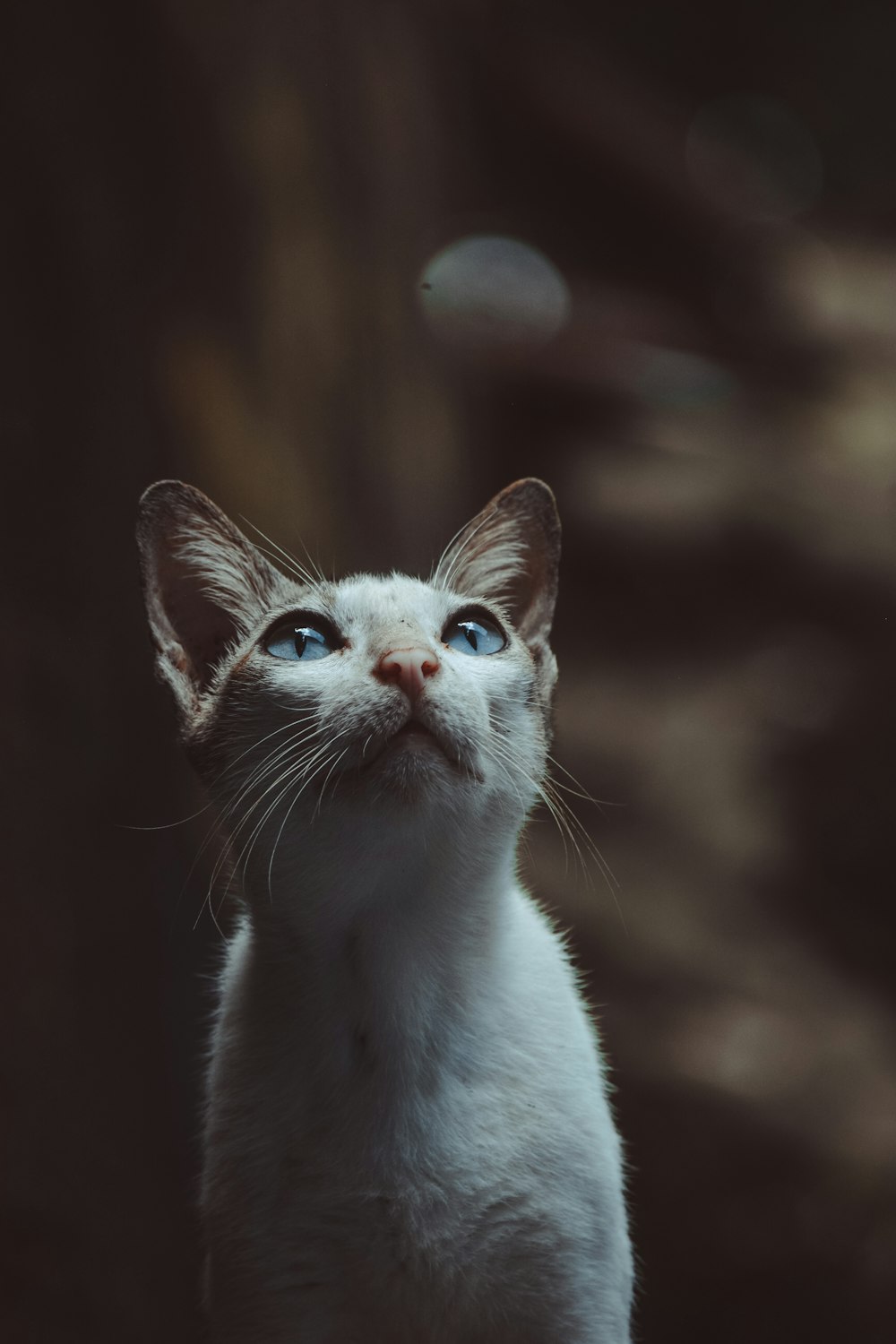 white and black cat with blue eyes