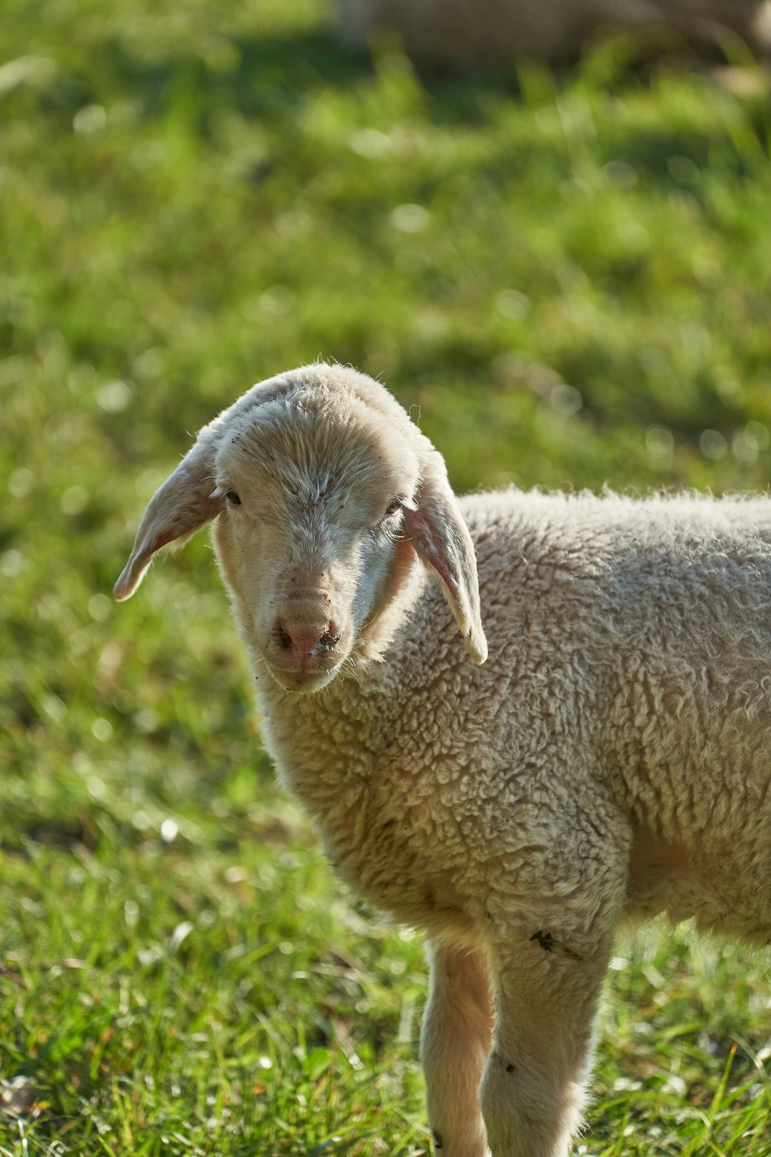 white sheep on green grass during daytime