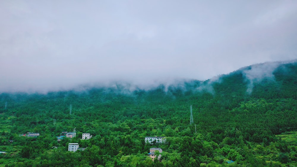 green trees under white sky during daytime