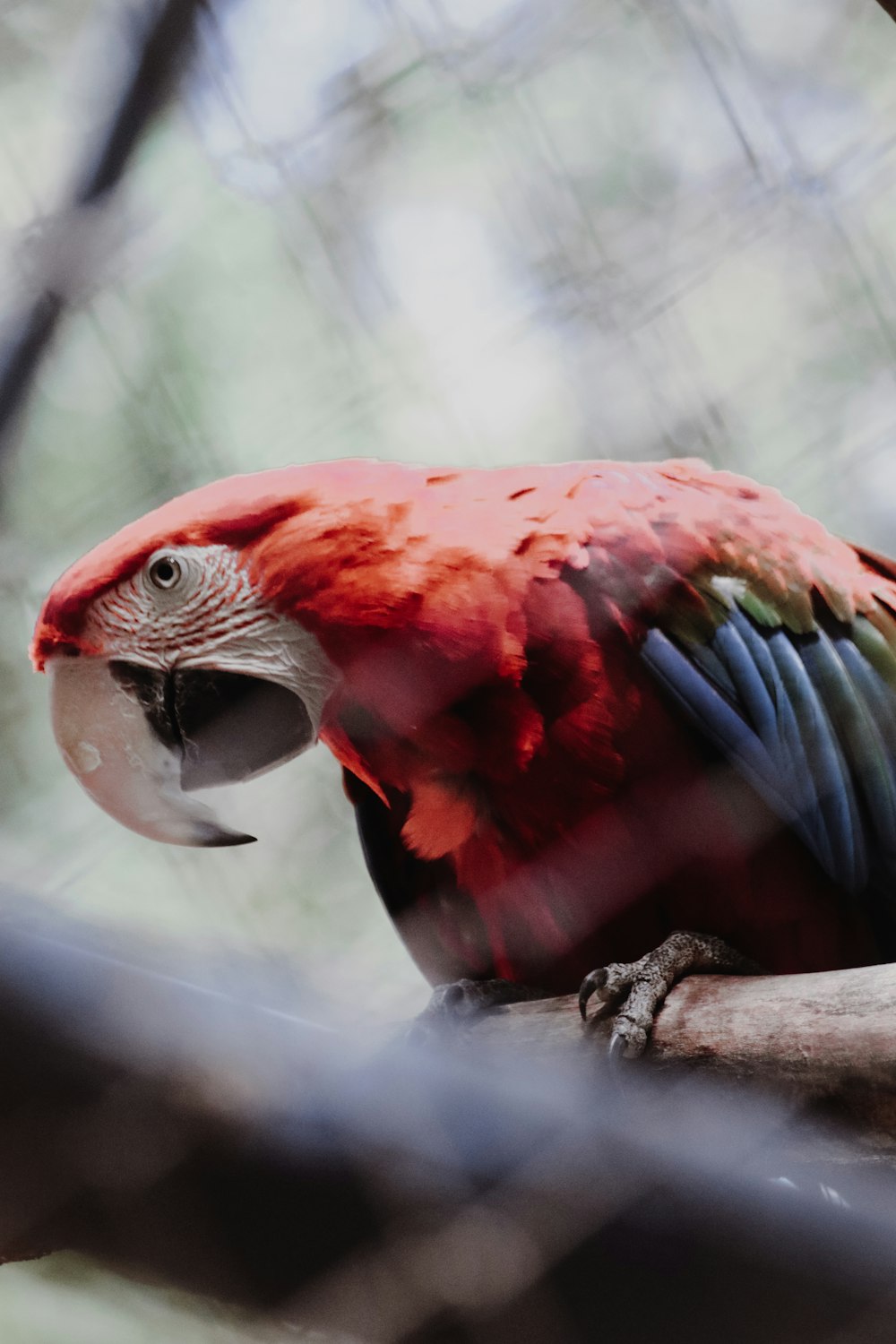 red and blue parrot on brown tree branch