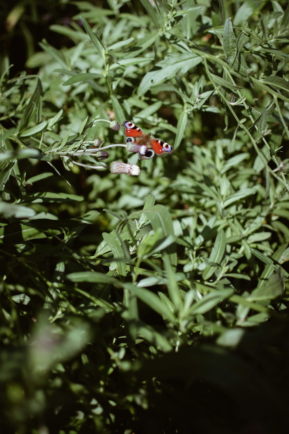 red ladybug on green plant