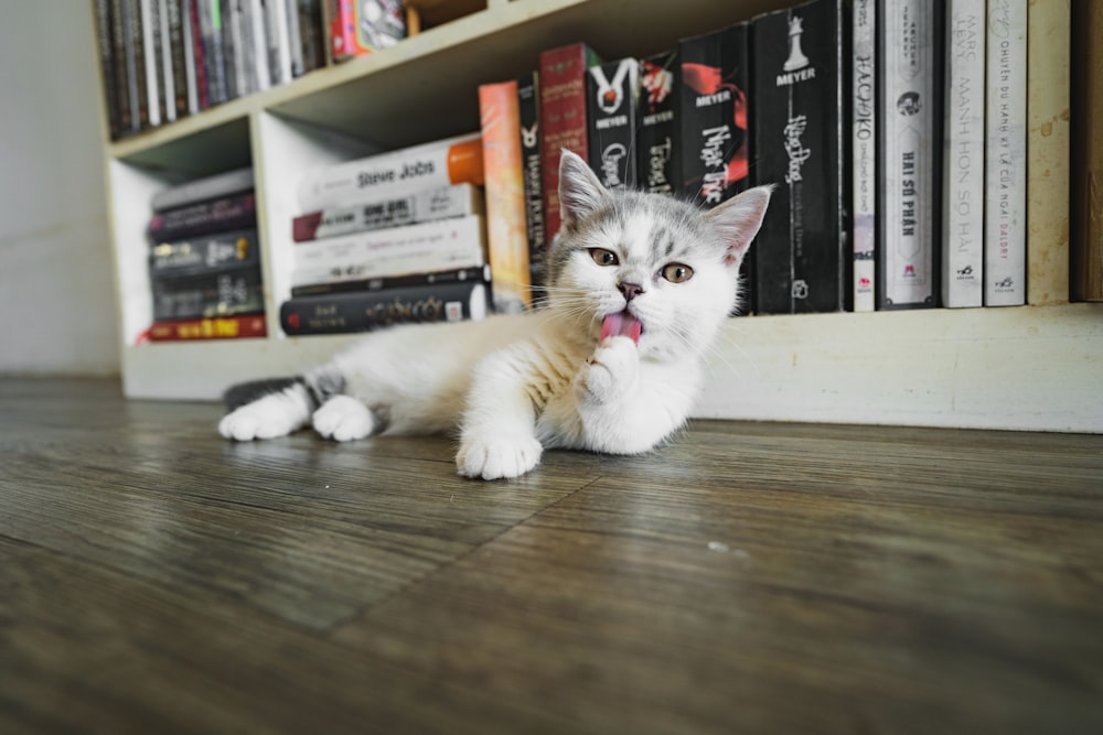 white and gray cat on brown wooden table