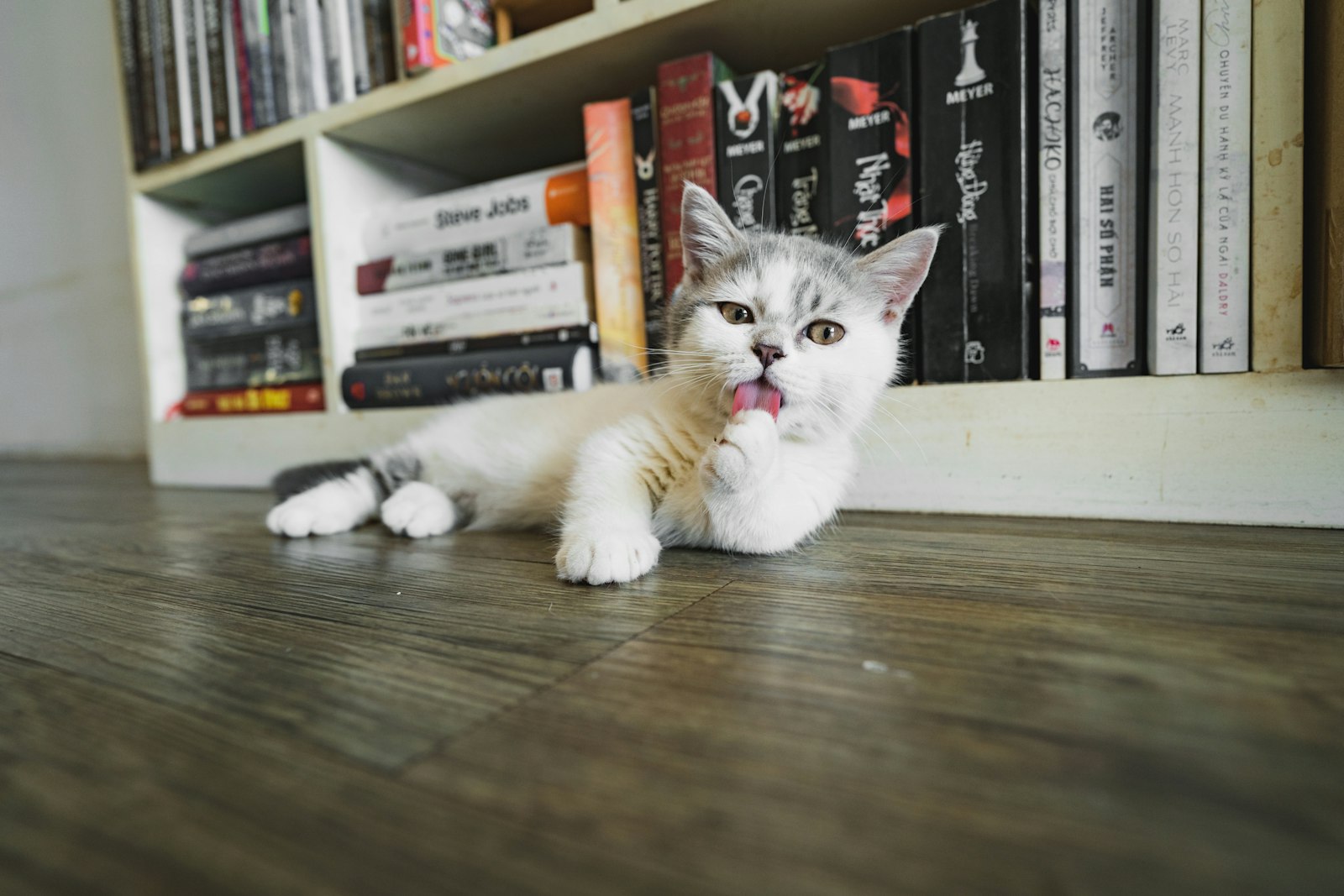 Sony FE 20mm F1.8G sample photo. White and gray cat photography