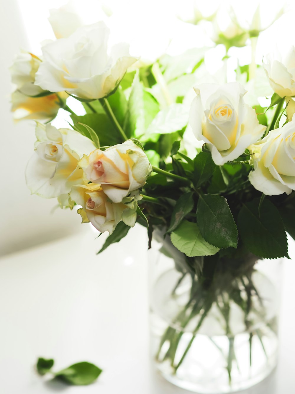 white roses in white vase