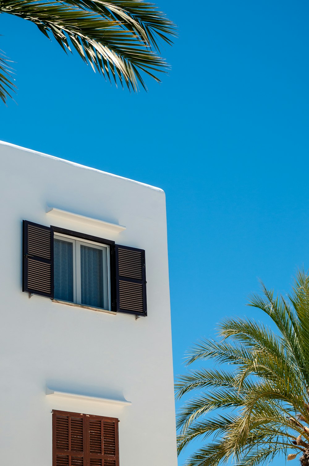 white concrete building with green palm tree