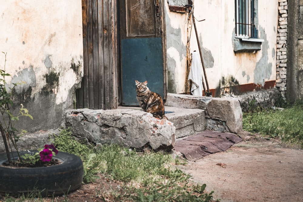 a cat sitting on a rock outside of a building