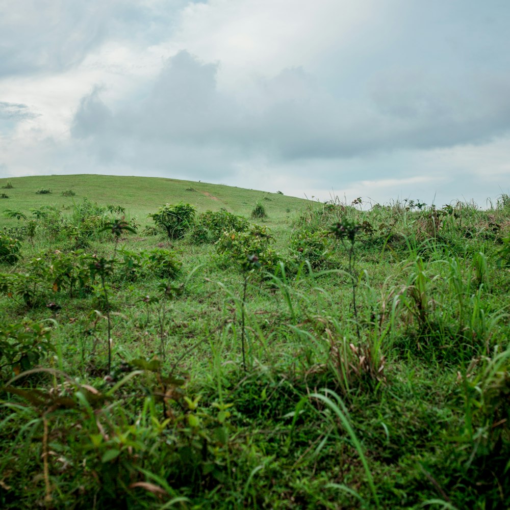 green grass field under white clouds during daytime