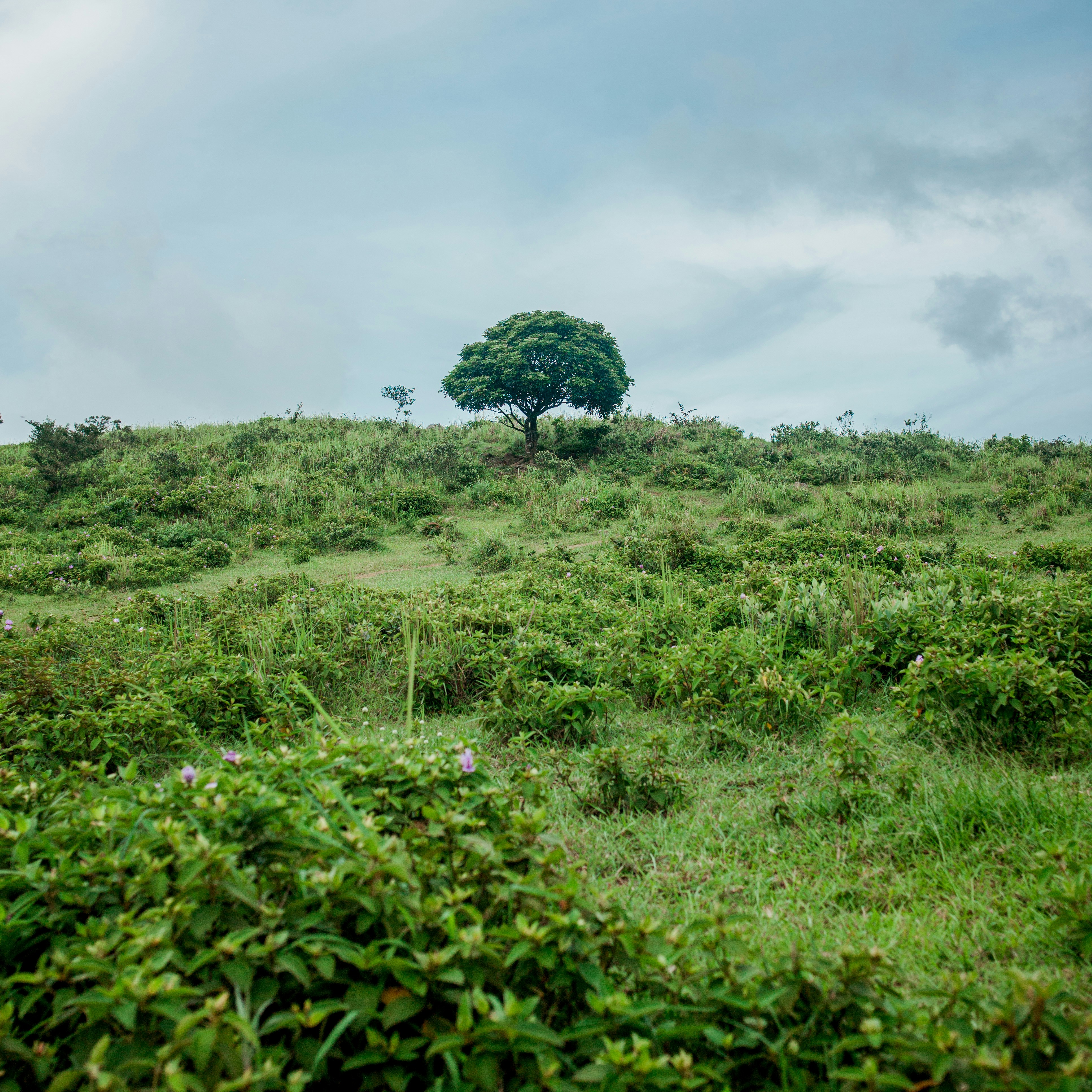 green grass field under white clouds during daytime