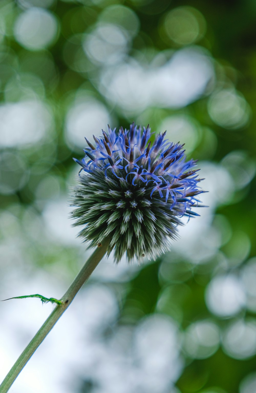 purple flower in tilt shift lens