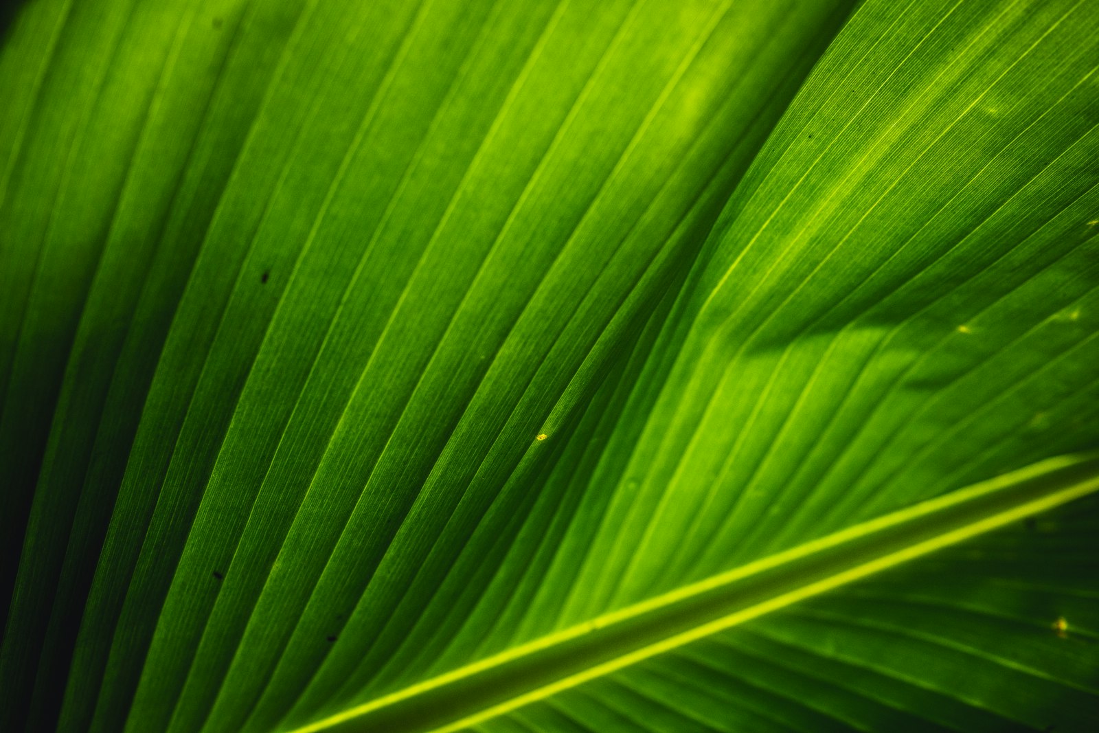 Fujifilm X-T2 + Fujifilm XF 16-55mm F2.8 R LM WR sample photo. Macro photography of green photography