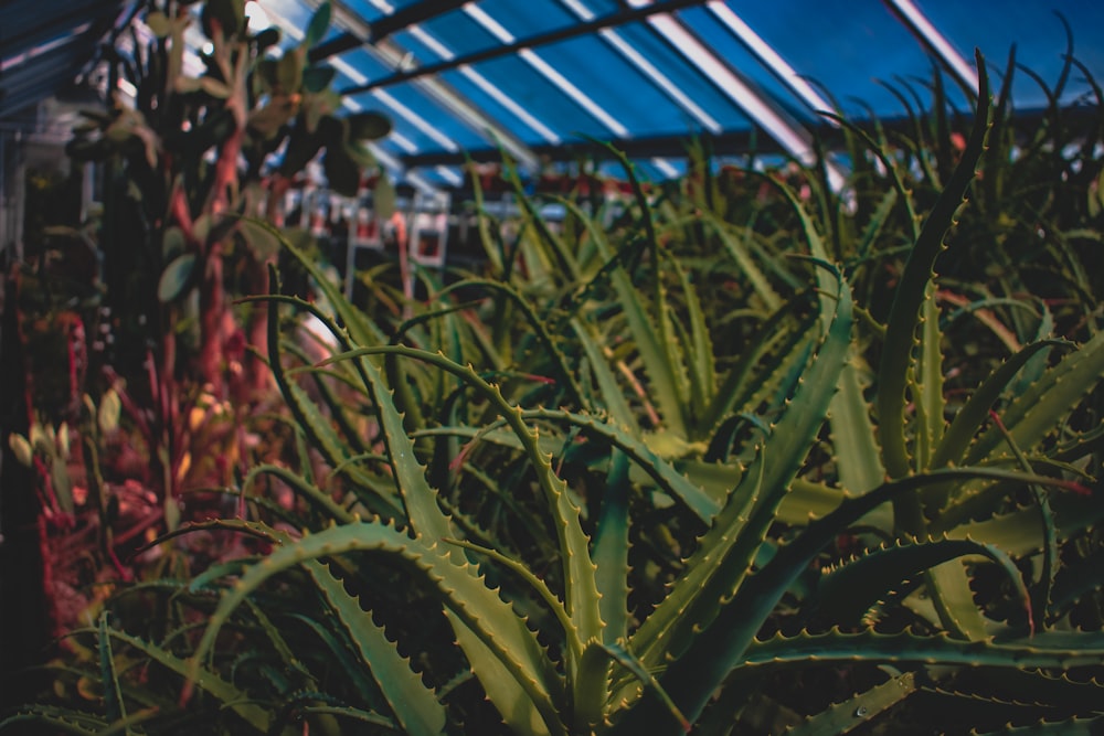 Planta verde cerca de la cerca de metal azul