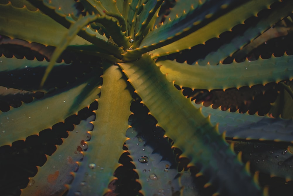 planta verde e amarela na fotografia de perto