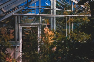 A greenhouse structure with transparent walls and roof, filled with lush green plants. Sunlight filters through the glass, illuminating some of the foliage inside. The metal frames of the greenhouse support its structure, and various plant species can be seen growing in abundance.