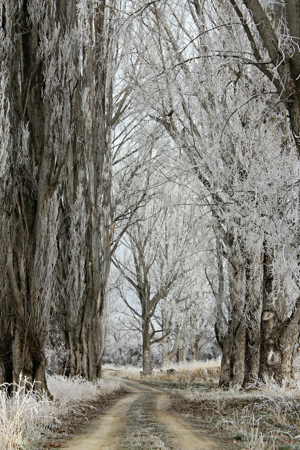 leafless trees on snow covered ground