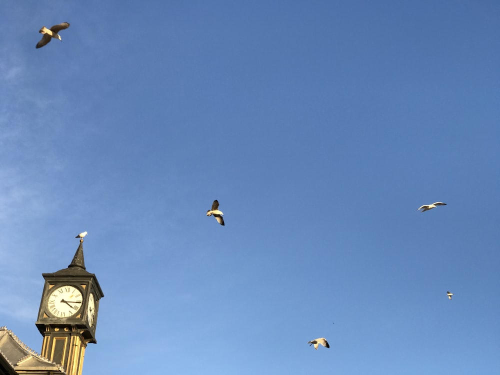 birds flying over the building during daytime