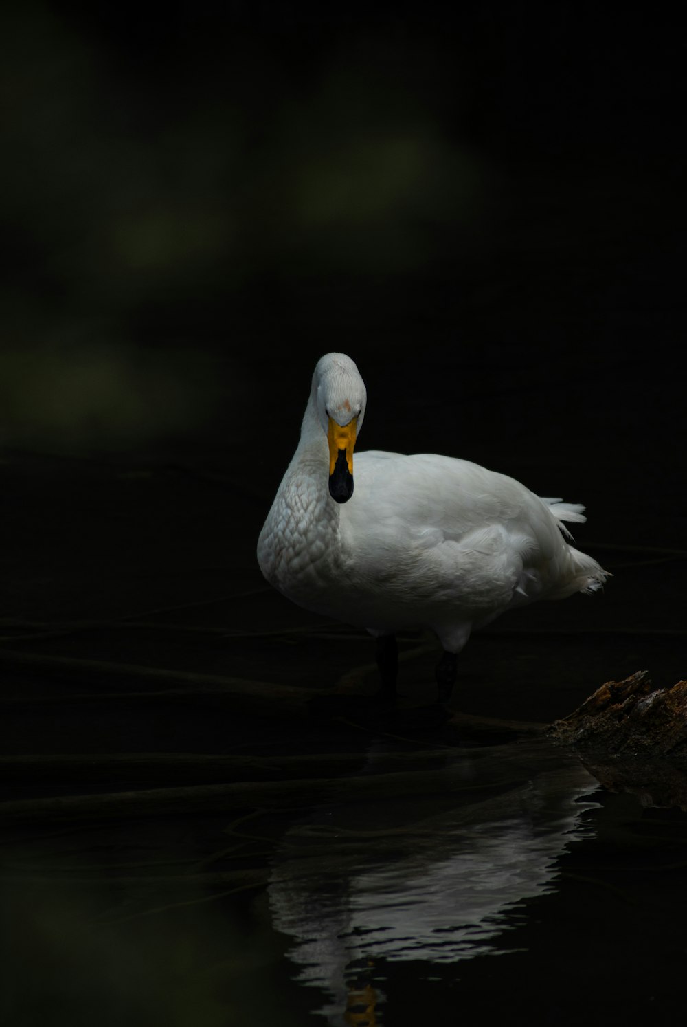 white duck on water during daytime