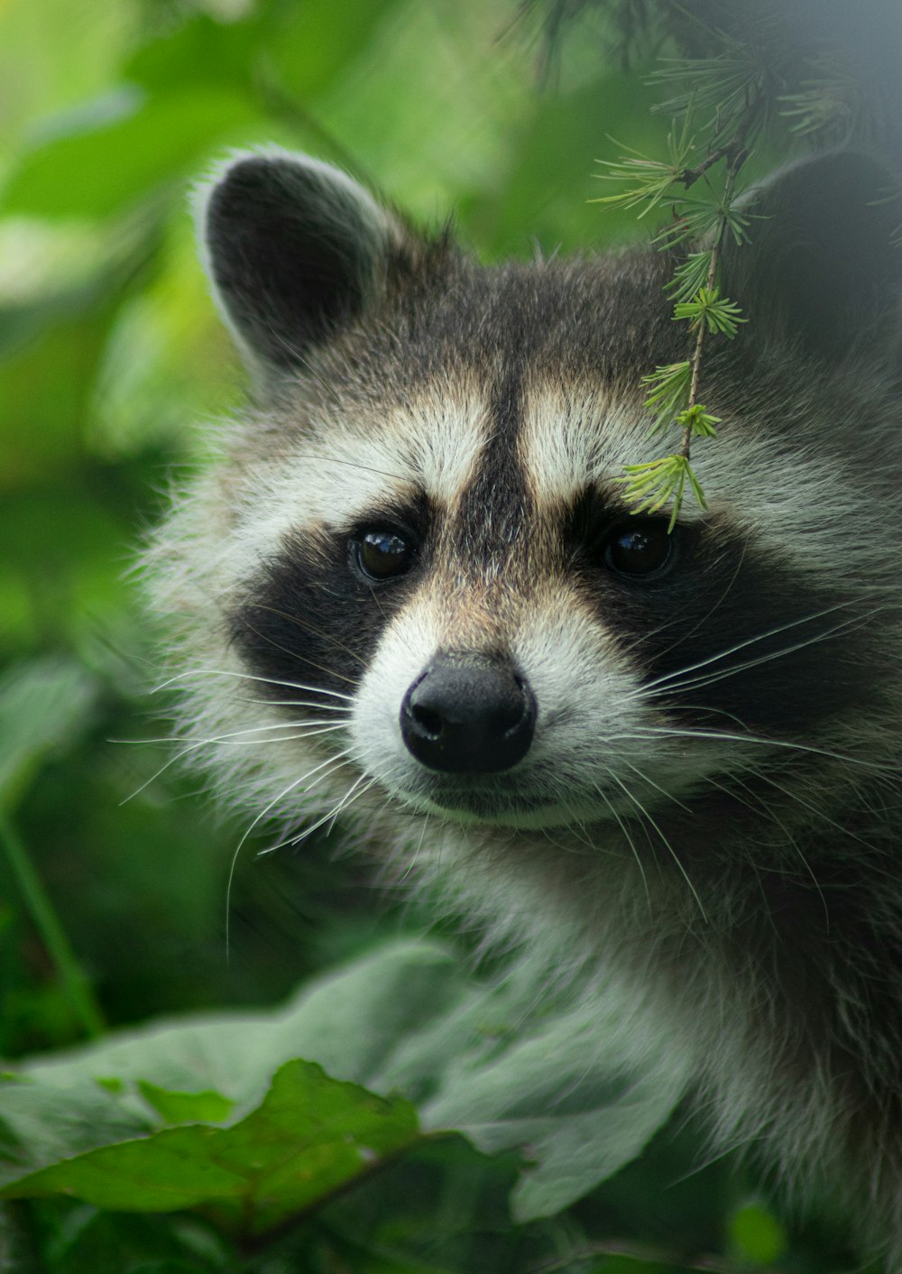 black and white animal on green grass during daytime