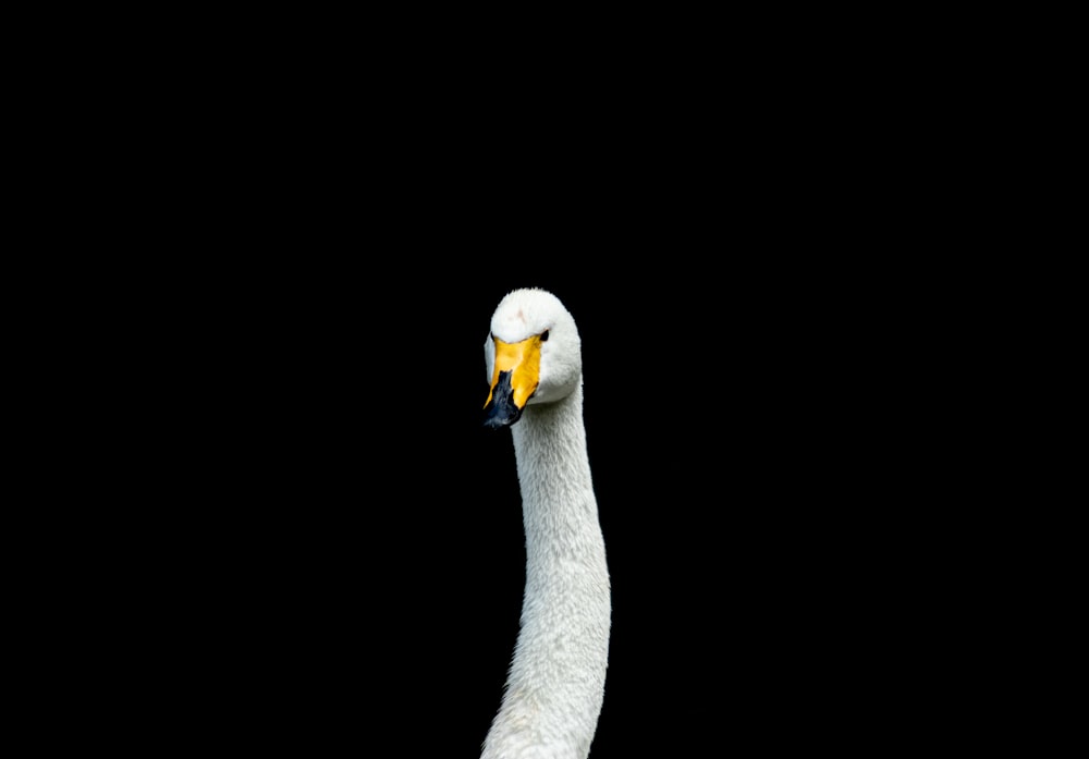 white swan with black background