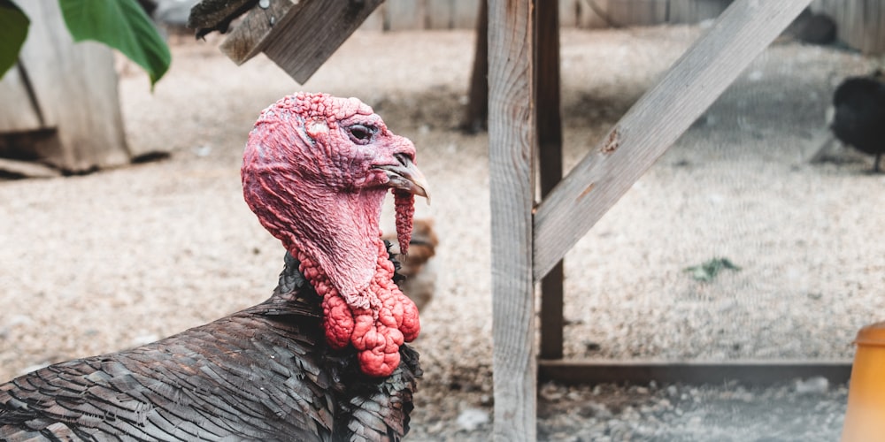 black turkey standing on brown wooden fence during daytime