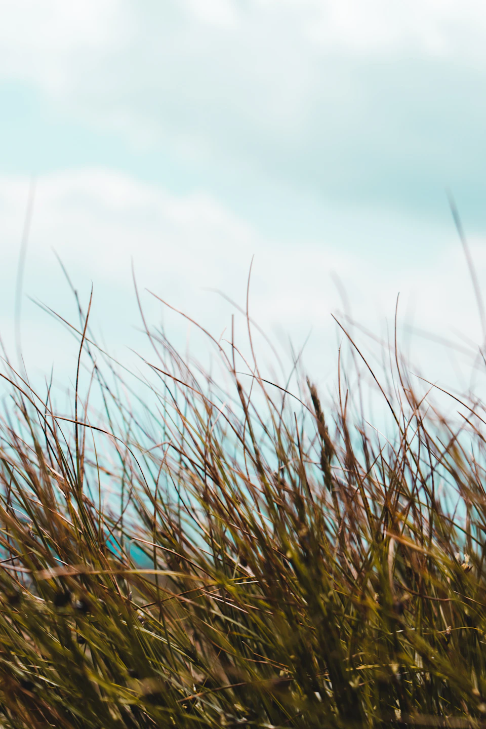 The image depicts a serene landscape with tall, dry grass swaying gently under a clear blue sky dotted with fluffy white clouds. The perspective is from below, looking up at the grass and sky, creating a sense of height and grandeur. The colors in the photo are predominantly green for the grass and blue for the sky, with some brown hues adding depth to the scene.
