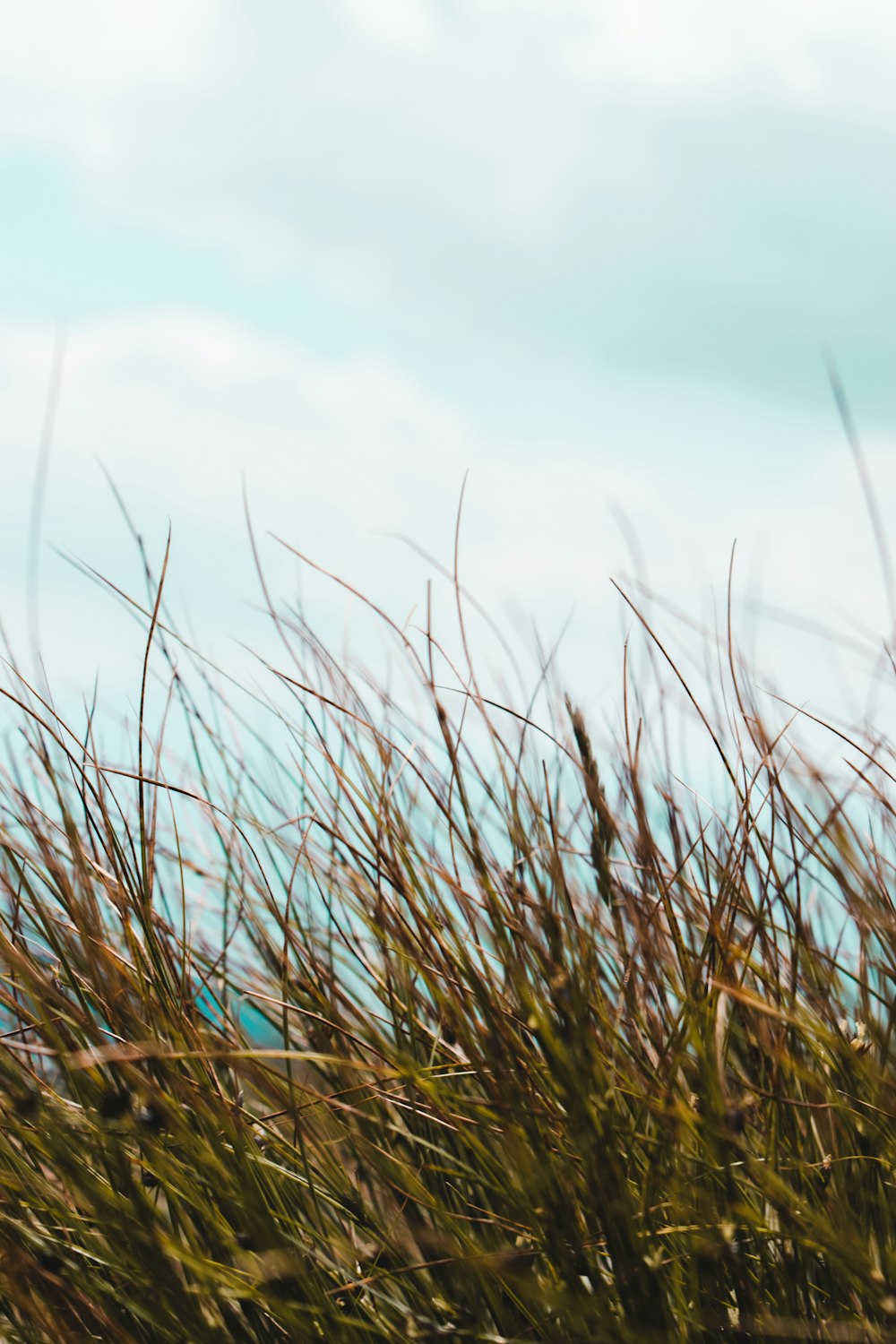 green grass under white sky during daytime